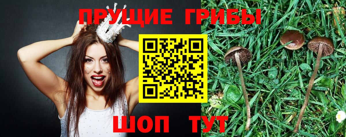 Урус-Мартан  Псилоцибиновые грибы прущие грибы  Вход с VPN 